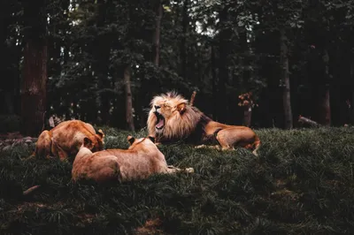 General Wallpaper 2208x1471 Animals Wallpaper 4K 2208x1471 Lion, Loud, Full HD, Ultrawide