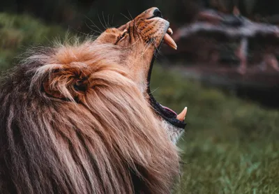 General Wallpaper 2208x1533 Animals Wallpaper 4K 2208x1533 Lion, Loud, Full HD, Landscape