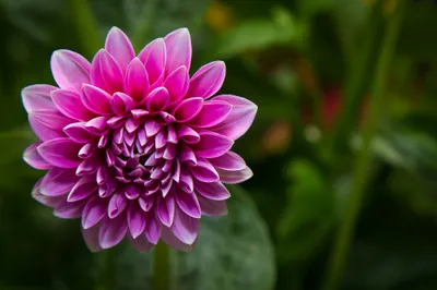 Radiant Vibrant Wallpaper Wallpaper 4K, Nature category
