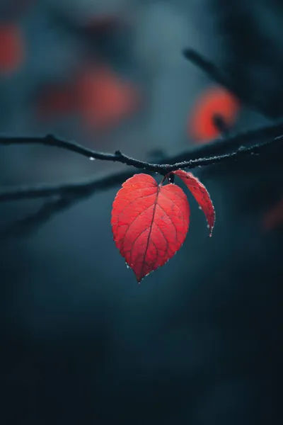 Red Leaf Fall Nature Wallpaper 4K 2208x3313 Leaf, Full HD, Portrait