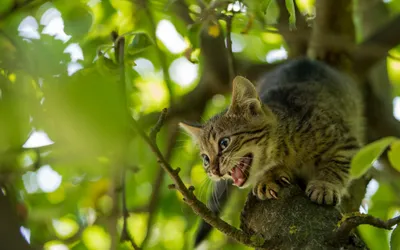Angry Cat Tree Wallpaper 4K, Animals category