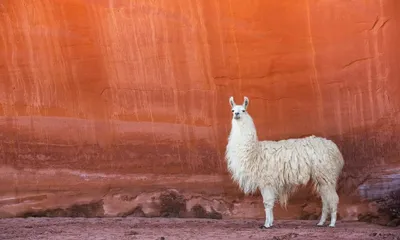 Cyberpunk Llama Standing Technology Wallpaper 4K 2046x1231 Rain-soaked, Neon, Full HD, Ultrawide