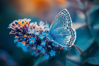Colorful Butterfly Flower Abstract Wallpaper 4K 2208x1471 Full HD, Ultrawide