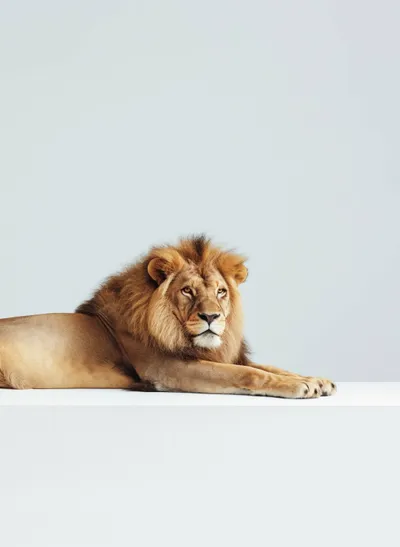 Minimalist Lion Relaxing Studio Minimal Wallpaper 4K 2208x3021 Lion, Full HD, Portrait
