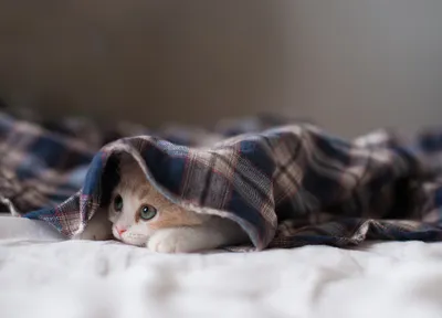 Crisp Cat Wallpaper Wallpaper 4K, Animals category