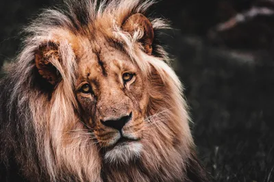 Lion Face Portrait Animals Wallpaper 4K 2208x1471 Lion, Full HD, Ultrawide