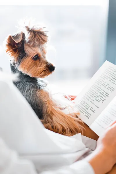 Cute Dog Reading Animals Wallpaper 4K 2208x3313 Book, Full HD, Portrait