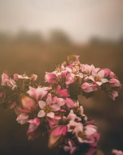 Close White Pink Flowers Wallpaper 4K, Nature category