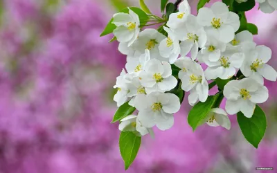 Flowers 1920x1080 You Wallpaper 4K, Nature category