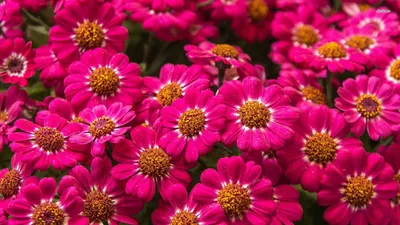 Epic Flower Wallpaper Wallpaper 4K, Nature category