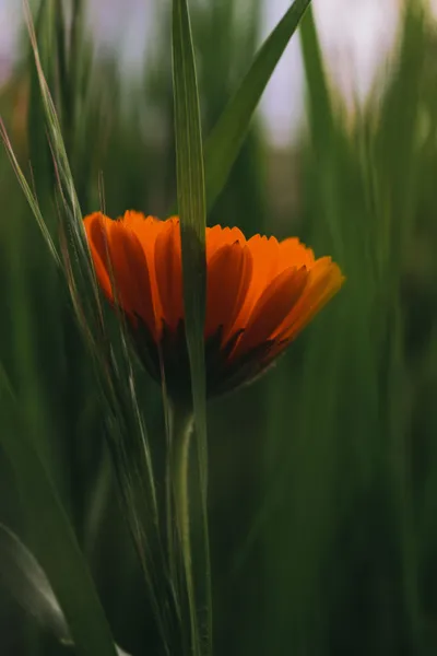 Close Orange Flower Wallpaper 4K, Nature category