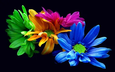 Full Flower Nature Wallpaper 4K, Nature category