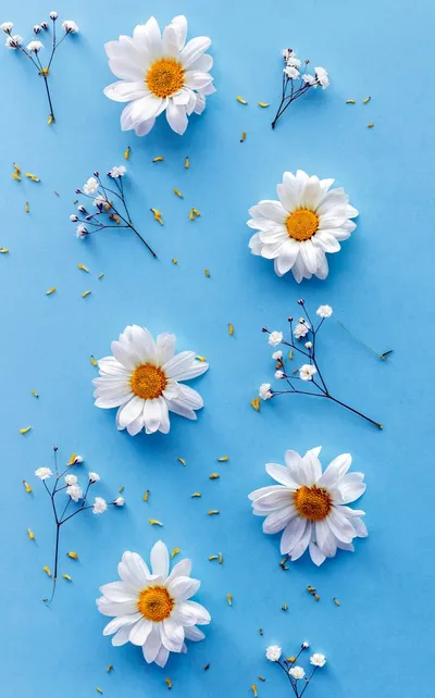 Daisy Flower Walls Technology Wallpaper 4K 997x1600 Pink, Gray