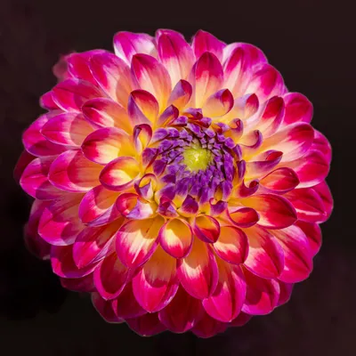 Close Large Pink Wallpaper 4K, Nature category