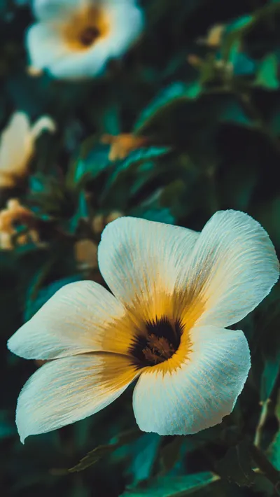 Vibrant Close Wallpaper Wallpaper 4K, Nature category