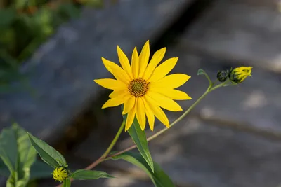 Calm Bright Wallpaper Wallpaper 4K, Nature category