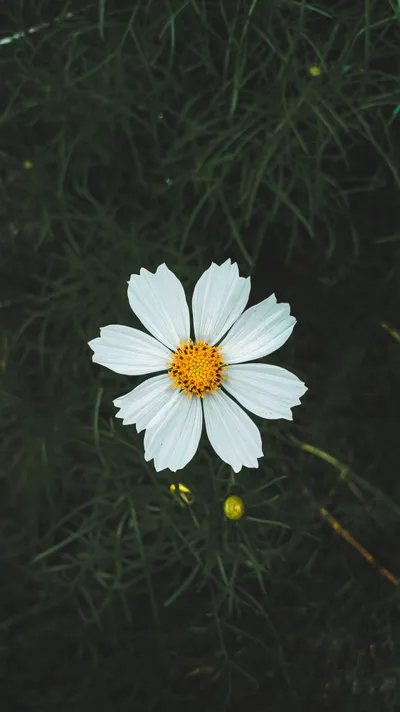 White Cosmos Flower Dark Space Wallpaper 4K 2250x4000 White