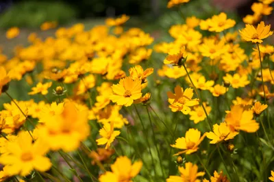 Selective Focus Photography Yellow Wallpaper 4K, Nature category