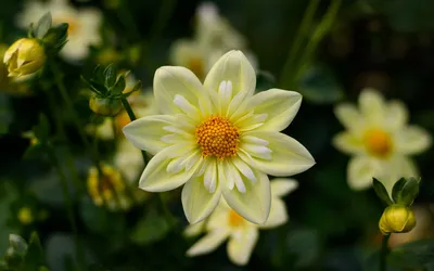 1920x1080 Flower Com Wallpaper 4K, Nature category