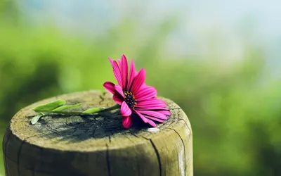Sleek Flower Wallpaper Wallpaper 4K, Nature category