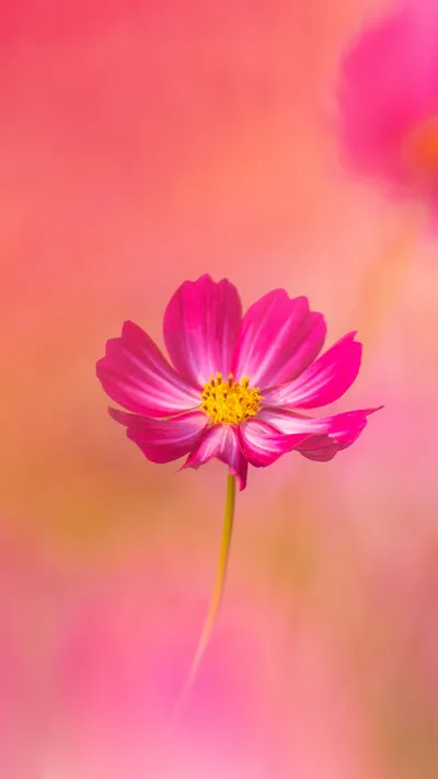 Cosmos Flowers Flower Space Wallpaper 4K 1242x2208 Pink