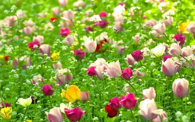 Nature Flower Com Wallpaper 4K, Nature category