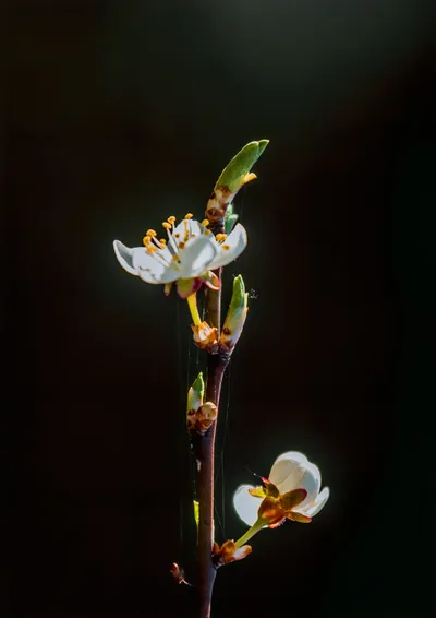 Bold Macro Wallpaper Wallpaper 4K, Nature category