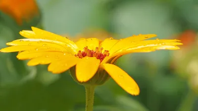 Bright Shallow Wallpaper Wallpaper 4K, Nature category