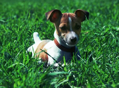 Crisp Jack Wallpaper Wallpaper 4K, Animals category
