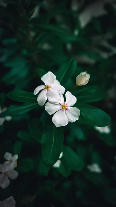 Calm Close Wallpaper Wallpaper 4K, Nature category
