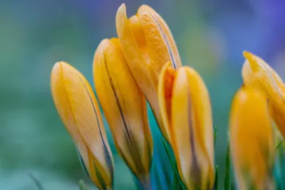 Crocus Flowers Bloom Wallpaper 4K, Nature category