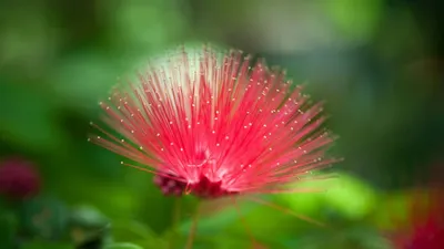 Flower Com Nature Wallpaper 4K, Nature category