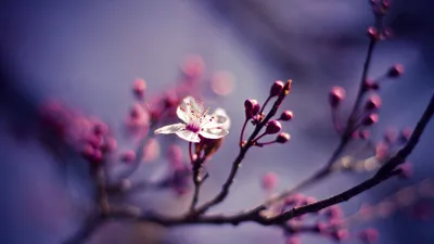 1920x1080 Flower Com Wallpaper 4K, Nature category
