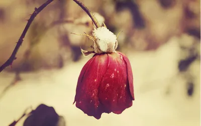 Vibrant Close Wallpaper Wallpaper 4K, Nature category