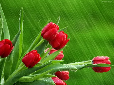 Flowers Rain Flower Wallpaper 4K, Nature category