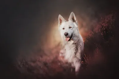 White Swiss Shepherd Dog Animal Animals Wallpaper 4K 2048x1365 Hd, Pc, Desktop, Wallpaper, A, White, Swiss, Shepherd, Dog, Animal, Soft-focus, Purple-brown, Gray, Ultrawide, Full HD