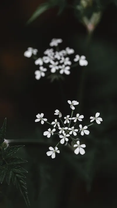 White Flowers Macro Photography Nature Wallpaper 4K 3376x6000 Gray