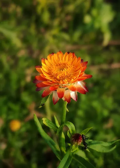 Misty Orange Wallpaper Nature Wallpaper 4K 2927x4096 Orange, Brown