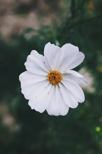 Serene White Wallpaper Space Wallpaper 4K 4000x6000 White