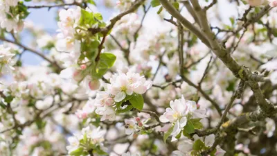 Hender Apfelbaum Flower Nature Wallpaper 4K 7031x3955 White
