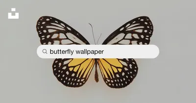 Butterfly Flower Animals Animals Wallpaper 4K 1200x630 Gray