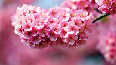 1920x1080 Flower Com Wallpaper 4K, Nature category