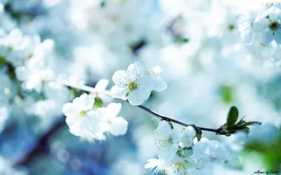 Flower Your Tablet Nature Wallpaper 4K 1920x1200 White