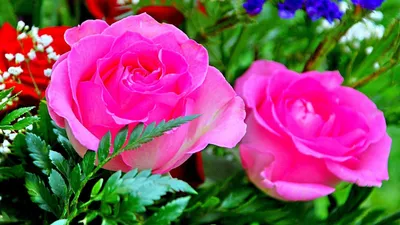 Full Screen Flowers Cave Nature Wallpaper 4K 1920x1080 Yellow, Pink