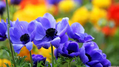 Full Screen Flower Wallpapersafari Nature Wallpaper 4K 2560x1440 Yellow, Pink