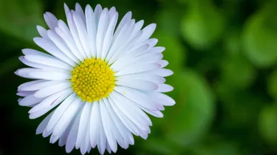 Flower Wallpaperaccess Nature Nature Wallpaper 4K 3840x2160 White