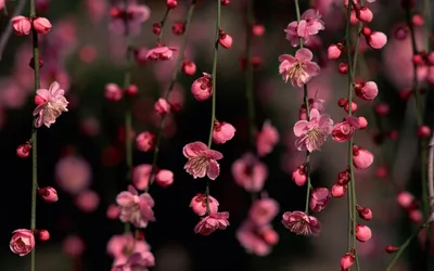 Vivid Flower Wallpaper Nature Wallpaper 4K 1920x1200 Gray, Brown