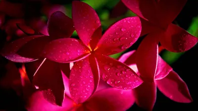 Epic Flower Wallpaper Nature Wallpaper 4K 1600x900 Red