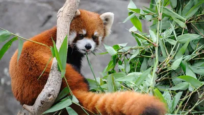Red Panda Sitting Among Lush Abstract Wallpaper 4K 1920x1080 Hd, Desktop, Wallpaper, Featuring, A, Red, Panda, Sitting, Among, Lush, Green, Bamboo, Gray, Ultrawide, Full HD