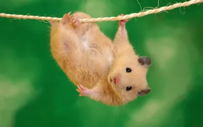 Sleek Cute Wallpaper Abstract Wallpaper 4K 1680x1050 Hd, Desktop, Wallpaper, Featuring, A, Cute, Hamster, Hanging, Upside, Down, Rope, Against, Brown, Ultrawide